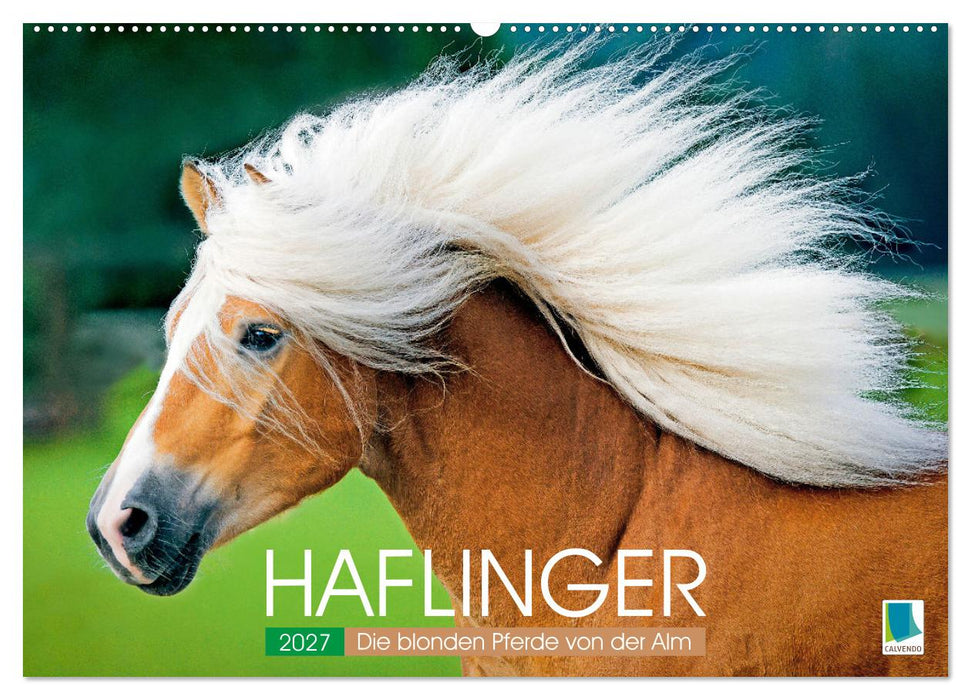 Haflinger: Die blonden Pferde von der Alm (CALVENDO Wandkalender 2027)