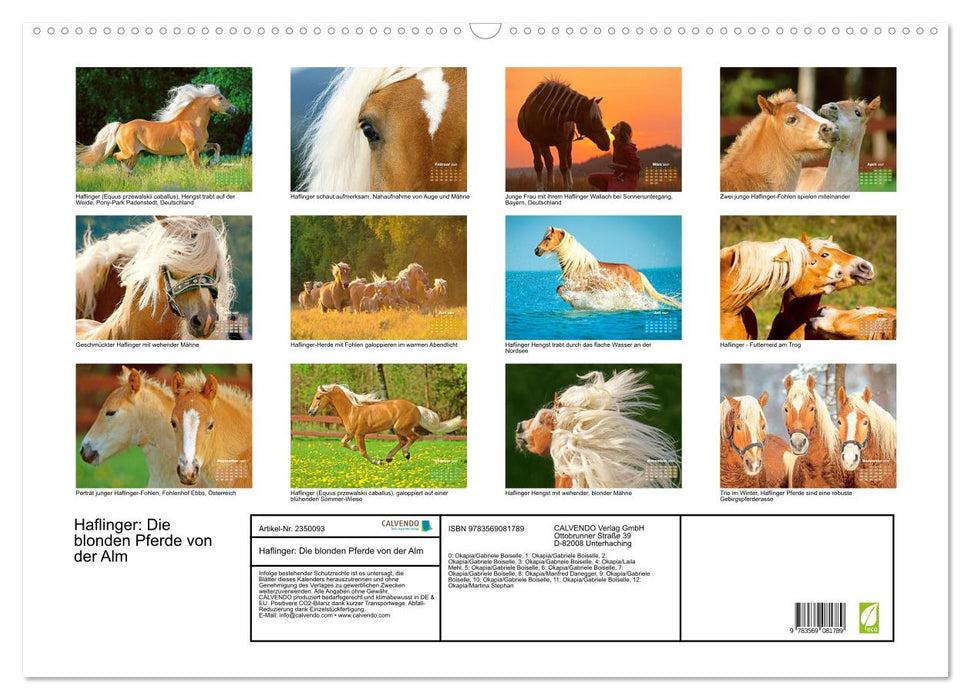 Haflinger: Die blonden Pferde von der Alm (CALVENDO Wandkalender 2027)