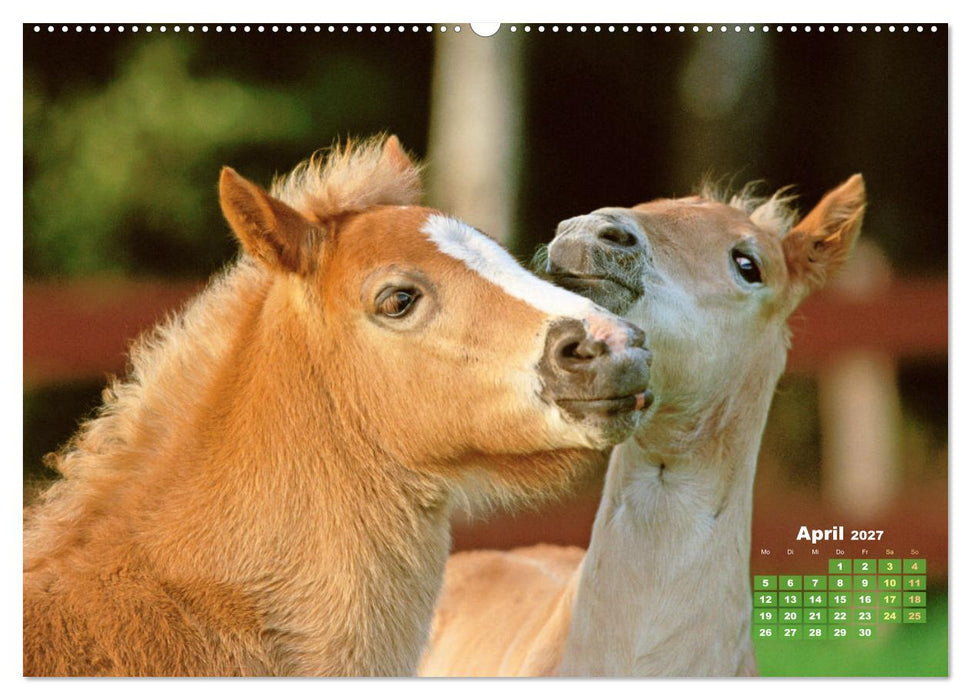 Haflinger: Die blonden Pferde von der Alm (CALVENDO Wandkalender 2027)