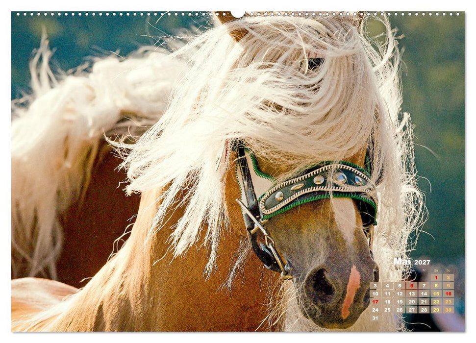 Haflinger: Die blonden Pferde von der Alm (CALVENDO Wandkalender 2027)