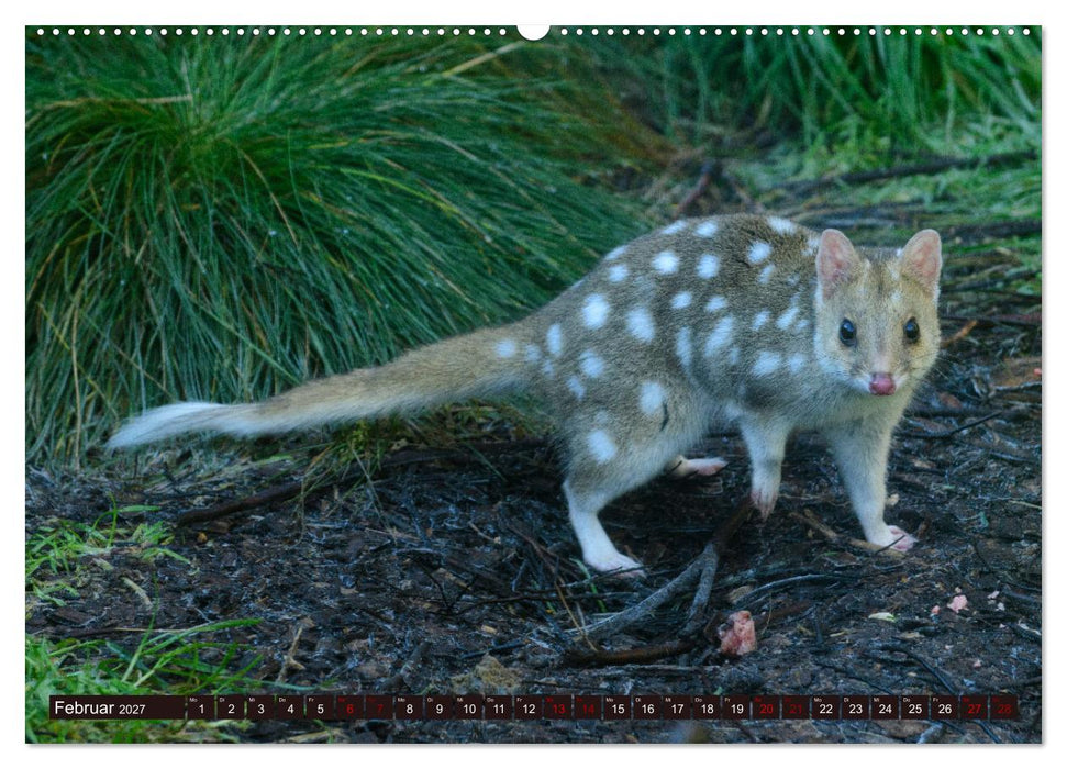 Traumpfade Australien (CALVENDO Premium Wandkalender 2027)