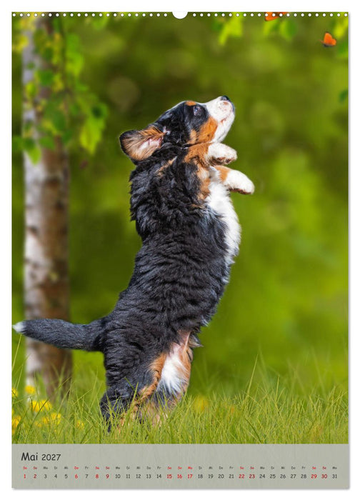 Berner Sennenhund - Ein Hund für alle Fälle (CALVENDO Premium Wandkalender 2027)