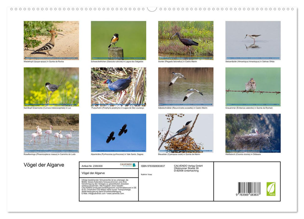 Vögel der Algarve (CALVENDO Premium Wandkalender 2027)