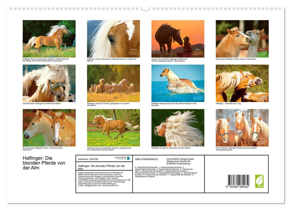 Haflinger: Die blonden Pferde von der Alm (CALVENDO Premium Wandkalender 2027)