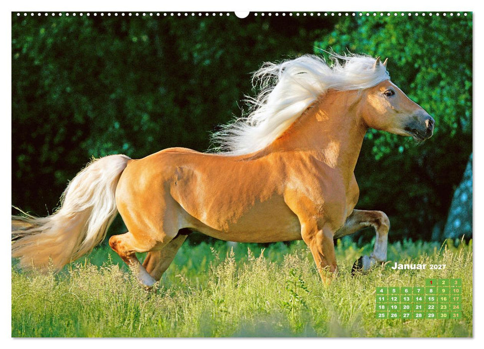 Haflinger: Die blonden Pferde von der Alm (CALVENDO Premium Wandkalender 2027)