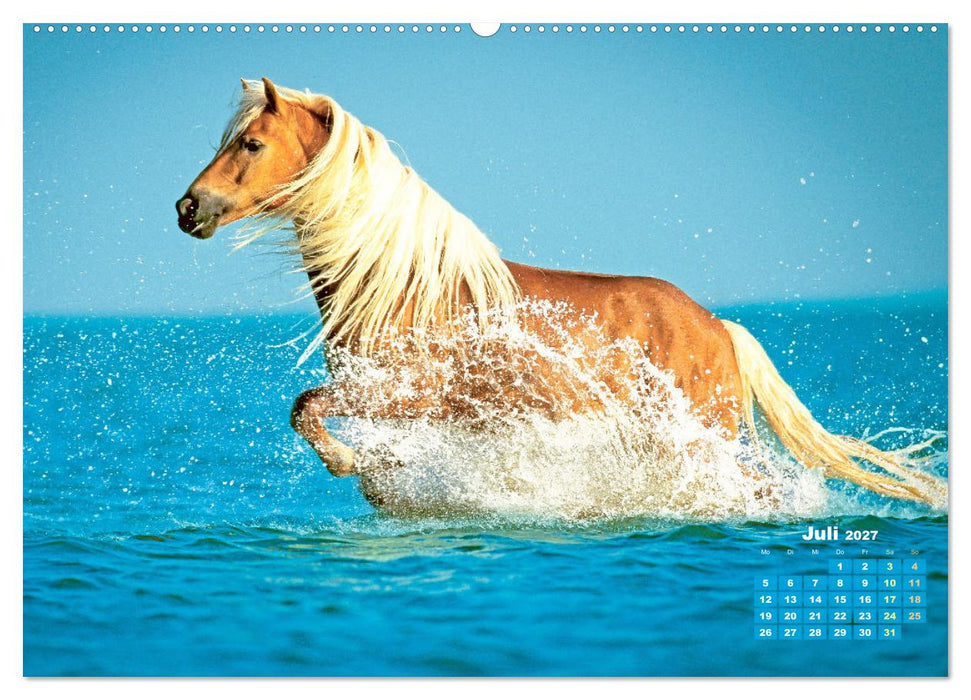 Haflinger: Die blonden Pferde von der Alm (CALVENDO Premium Wandkalender 2027)