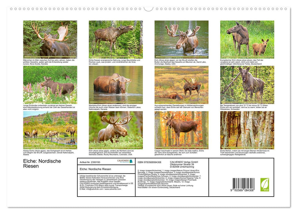 Elche: Nordische Riesen (CALVENDO Premium Wandkalender 2027)