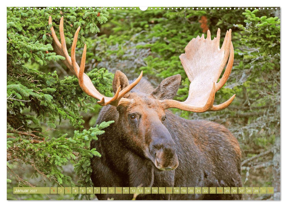 Elche: Nordische Riesen (CALVENDO Premium Wandkalender 2027)