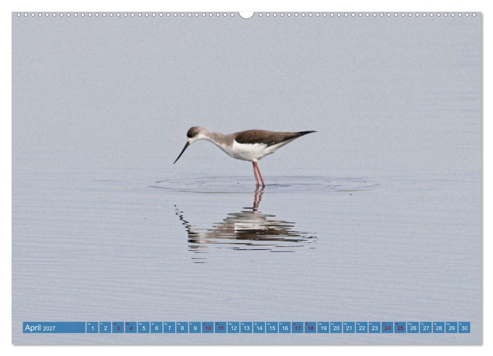 Vögel der Algarve (CALVENDO Wandkalender 2027)