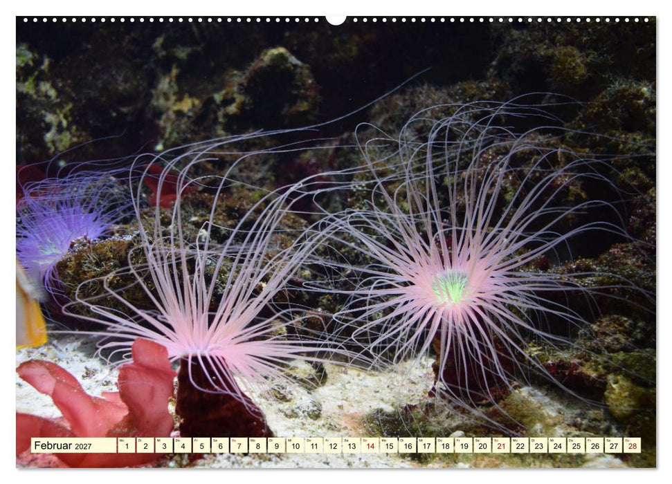 Farbenfrohes Leben im Korallenriff (CALVENDO Premium Wandkalender 2027)