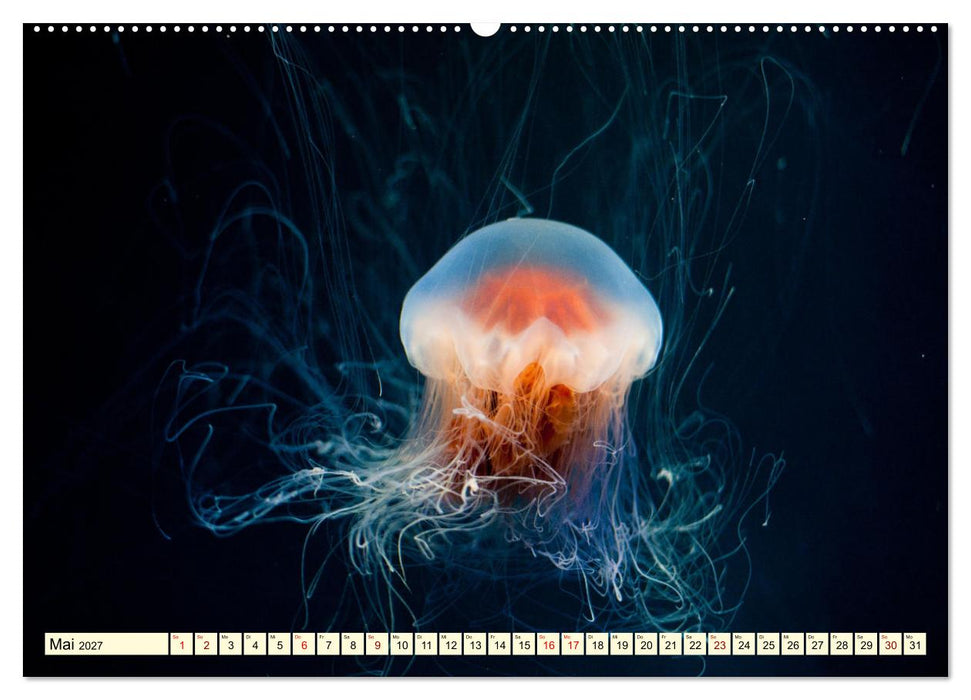 Farbenfrohes Leben im Korallenriff (CALVENDO Premium Wandkalender 2027)