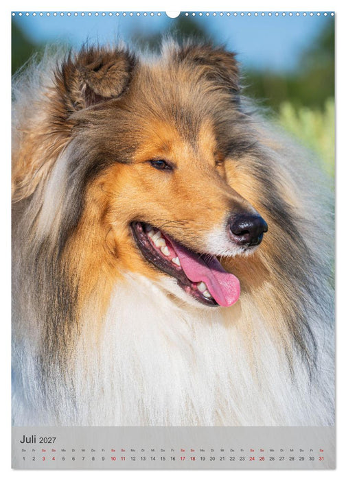 Traumhund Collie - Liebe auf vier Pfoten (CALVENDO Premium Wandkalender 2027)