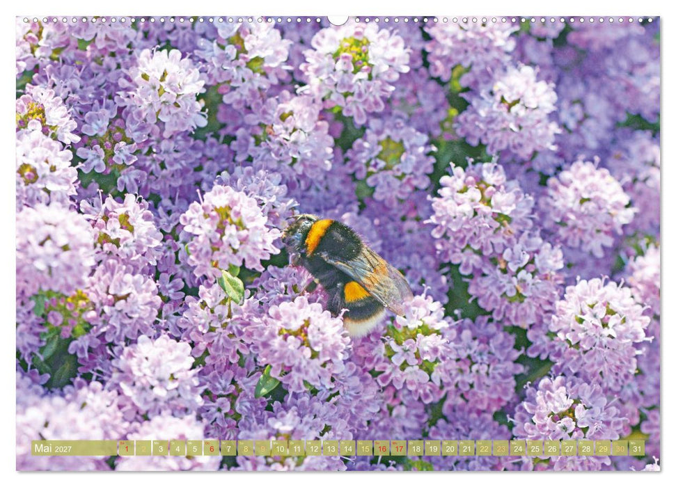 Blüten im Kräutergarten (CALVENDO Wandkalender 2027)