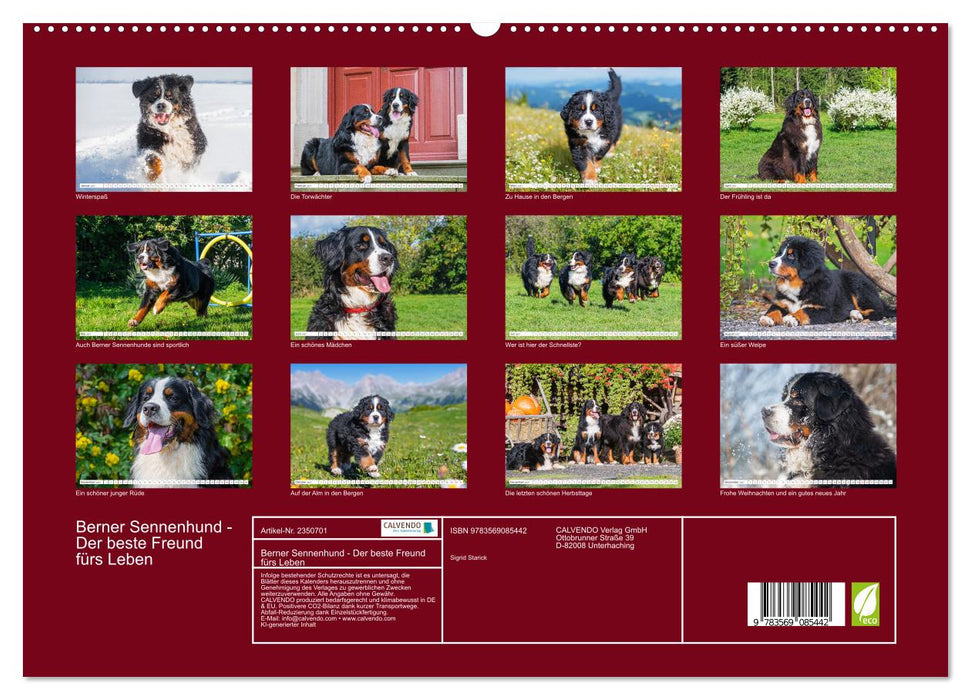 Berner Sennenhund - Der beste Freund fürs Leben (CALVENDO Premium Wandkalender 2027)