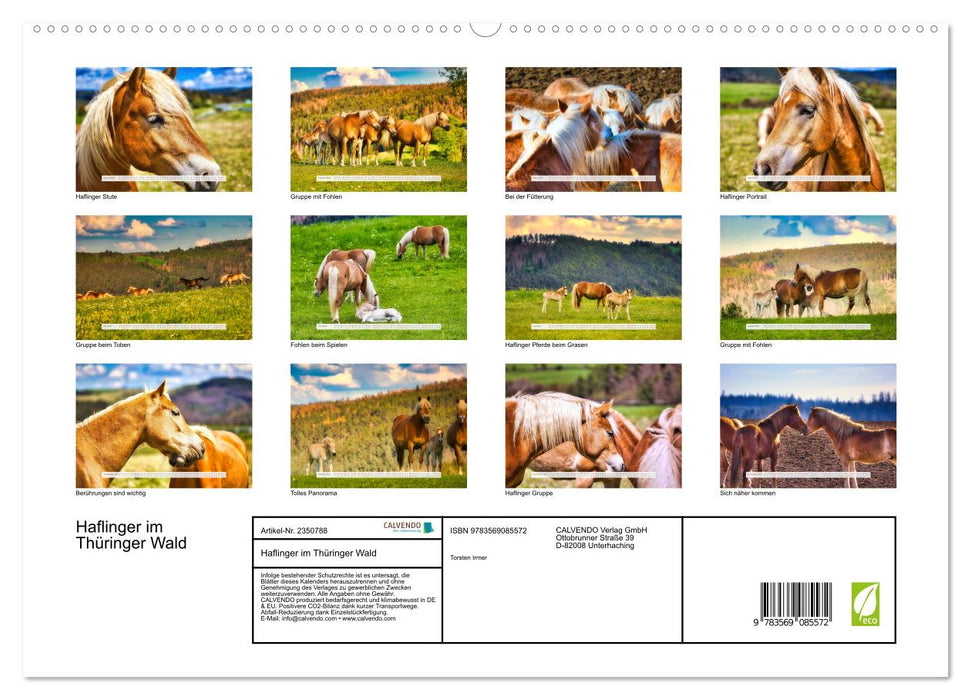 Haflinger im Thüringer Wald (CALVENDO Premium Wandkalender 2027)
