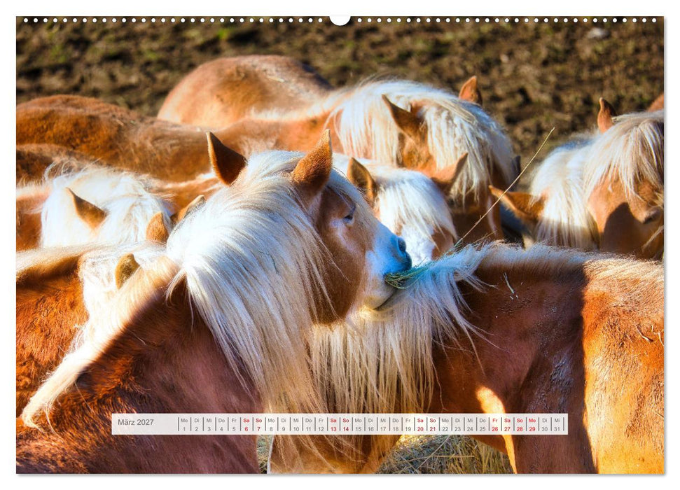 Haflinger im Thüringer Wald (CALVENDO Premium Wandkalender 2027)