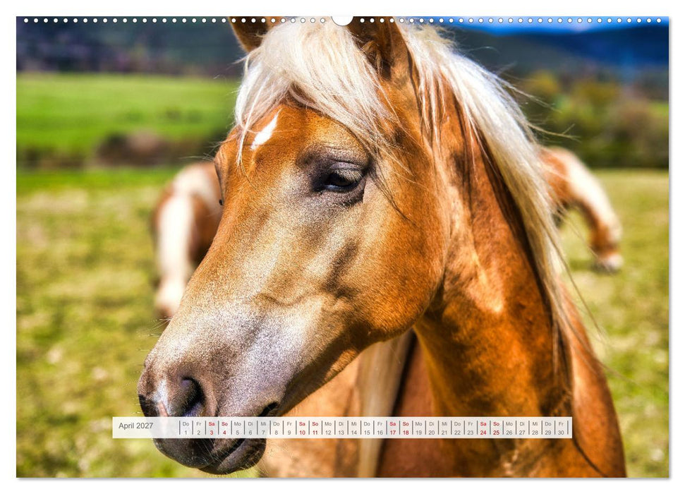 Haflinger im Thüringer Wald (CALVENDO Premium Wandkalender 2027)