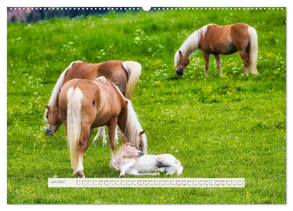 Haflinger im Thüringer Wald (CALVENDO Premium Wandkalender 2027)