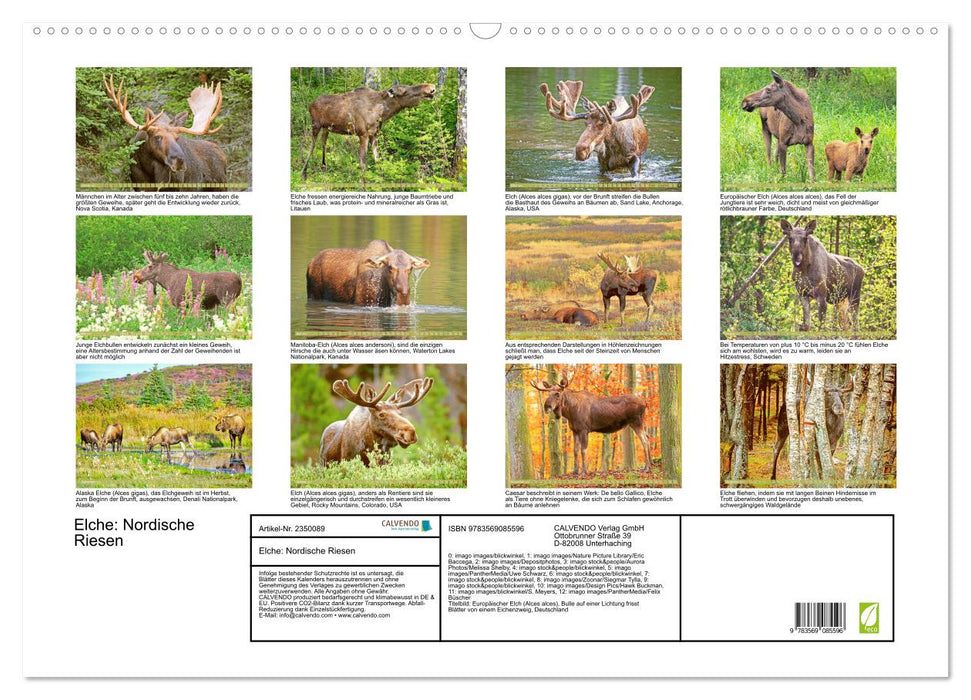 Elche: Nordische Riesen (CALVENDO Wandkalender 2027)