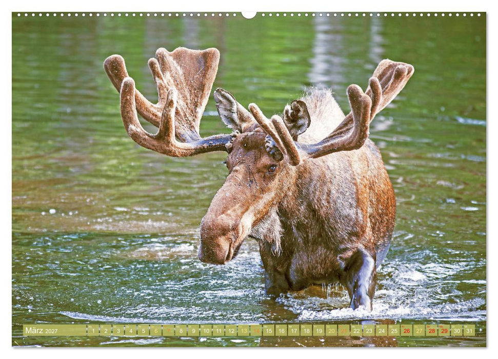Elche: Nordische Riesen (CALVENDO Wandkalender 2027)