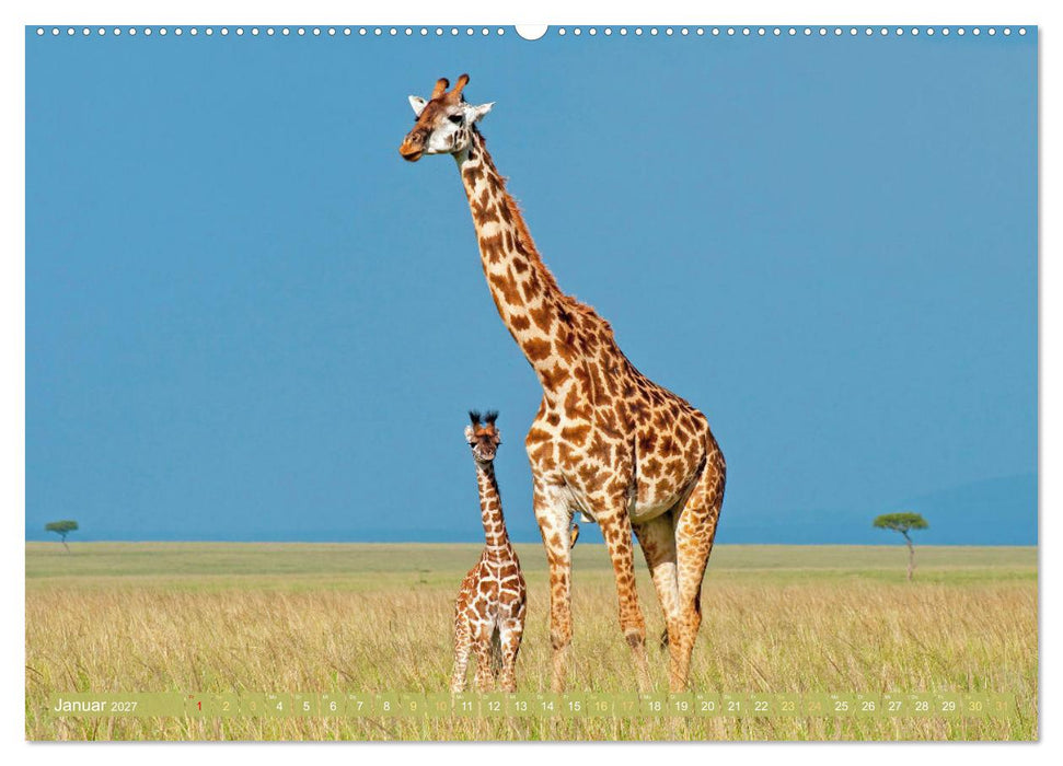 Giraffen: Die afrikanischen Riesen mit Weitblick (CALVENDO Wandkalender 2027)