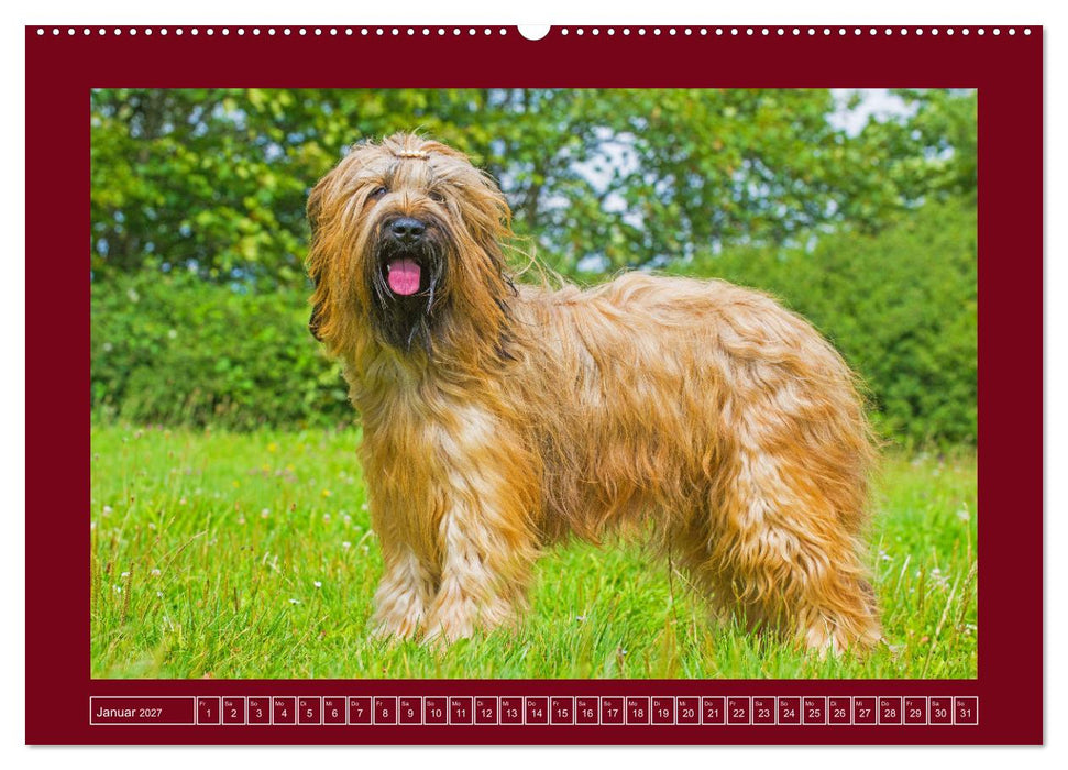 Herz auf vier Pfoten - Briard (CALVENDO Wandkalender 2027)