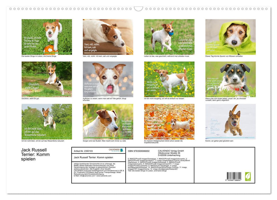 Jack Russell Terrier: Komm spielen (CALVENDO Wandkalender 2027)