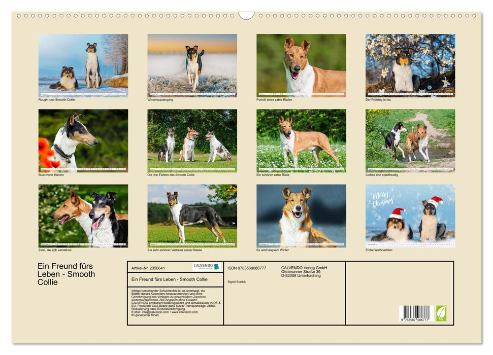 Ein Freund fürs Leben - Smooth Collie (CALVENDO Wandkalender 2027)