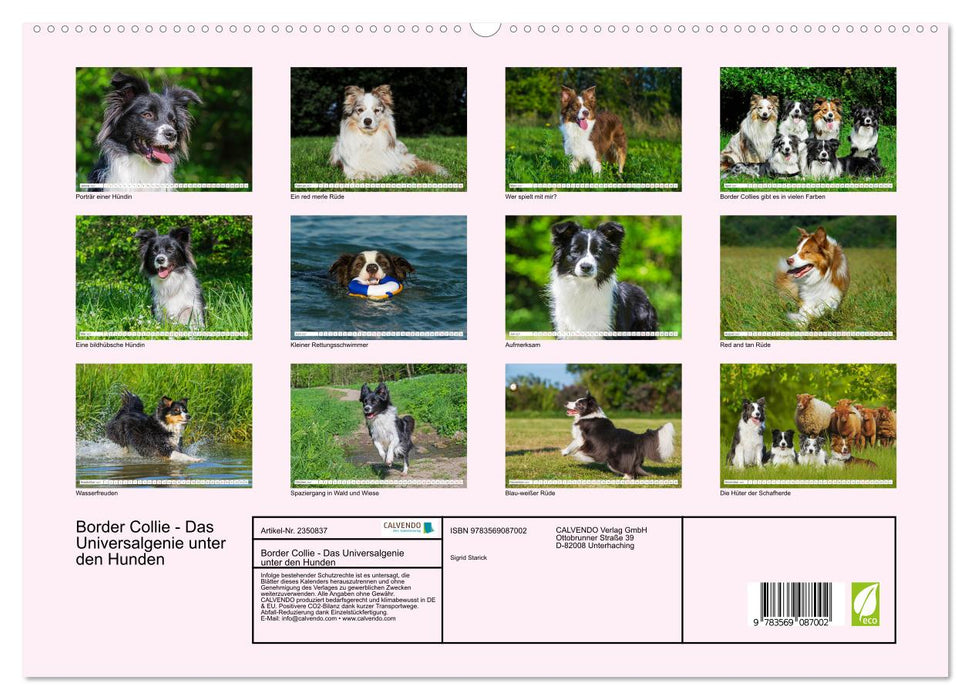 Border Collie - Das Universalgenie unter den Hunden (CALVENDO Premium Wandkalender 2027)