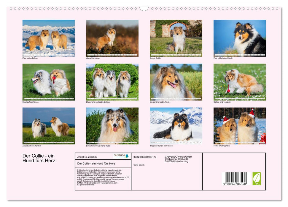 Der Collie - ein Hund fürs Herz (CALVENDO Premium Wandkalender 2027)