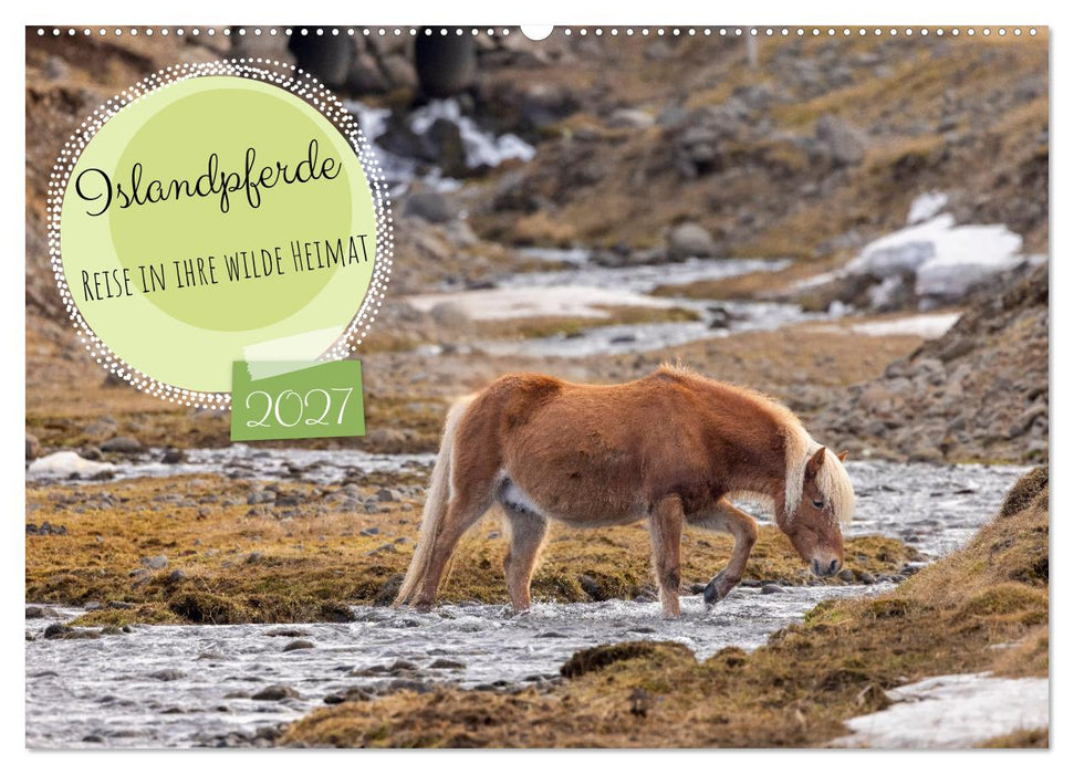 Islandpferde - Reise in ihre wilde Heimat (CALVENDO Wandkalender 2027)