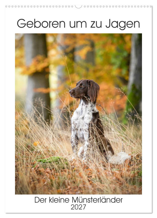 Geboren um zu Jagen. Der kleine Münsterländer (CALVENDO Wandkalender 2027)