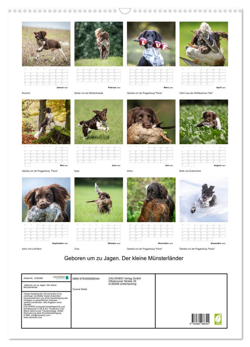 Geboren um zu Jagen. Der kleine Münsterländer (CALVENDO Wandkalender 2027)