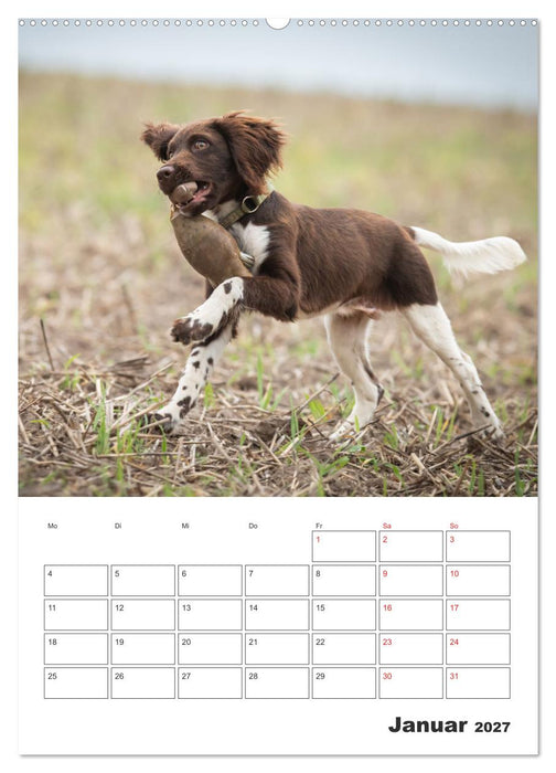 Geboren um zu Jagen. Der kleine Münsterländer (CALVENDO Wandkalender 2027)