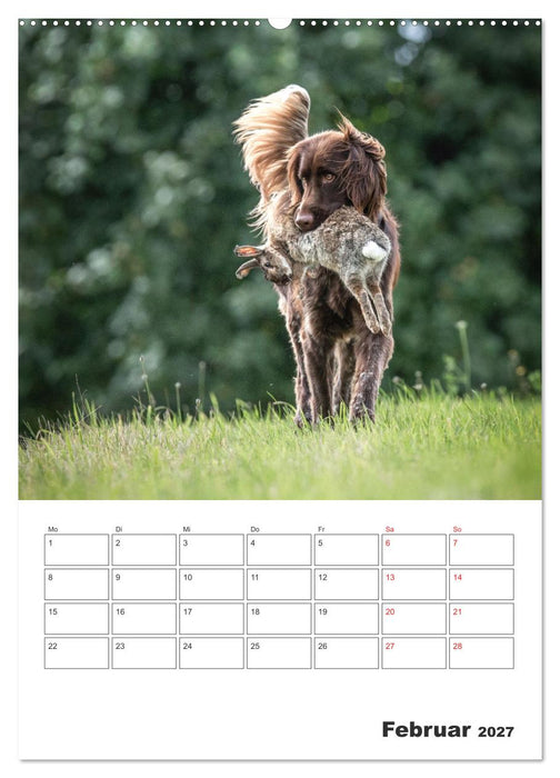 Geboren um zu Jagen. Der kleine Münsterländer (CALVENDO Wandkalender 2027)