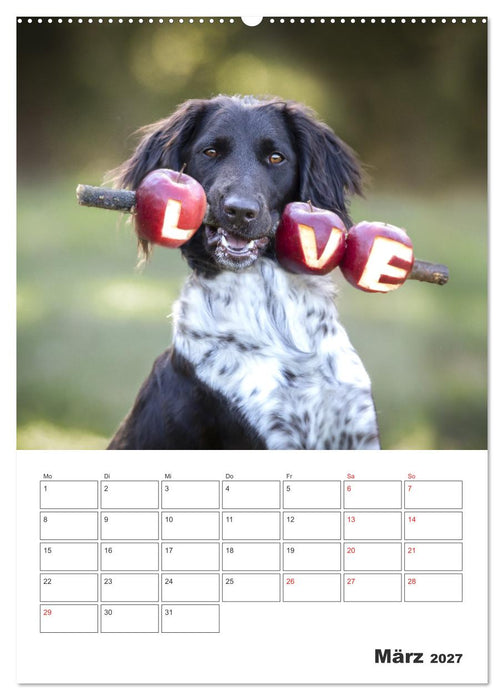 Geboren um zu Jagen. Der kleine Münsterländer (CALVENDO Wandkalender 2027)
