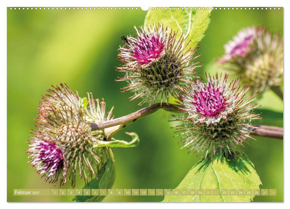 Blüten im Kräutergarten (CALVENDO Premium Wandkalender 2027)