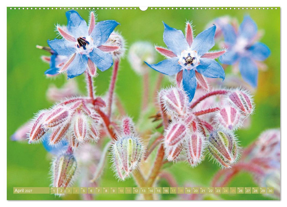 Blüten im Kräutergarten (CALVENDO Premium Wandkalender 2027)