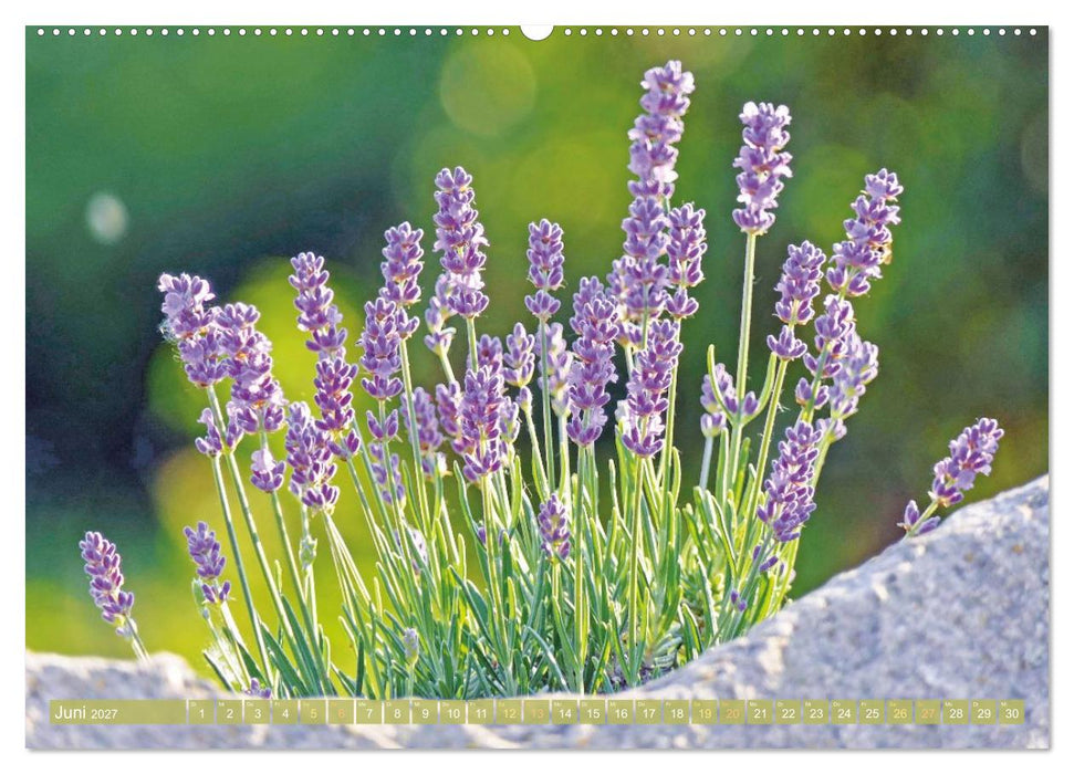 Blüten im Kräutergarten (CALVENDO Premium Wandkalender 2027)