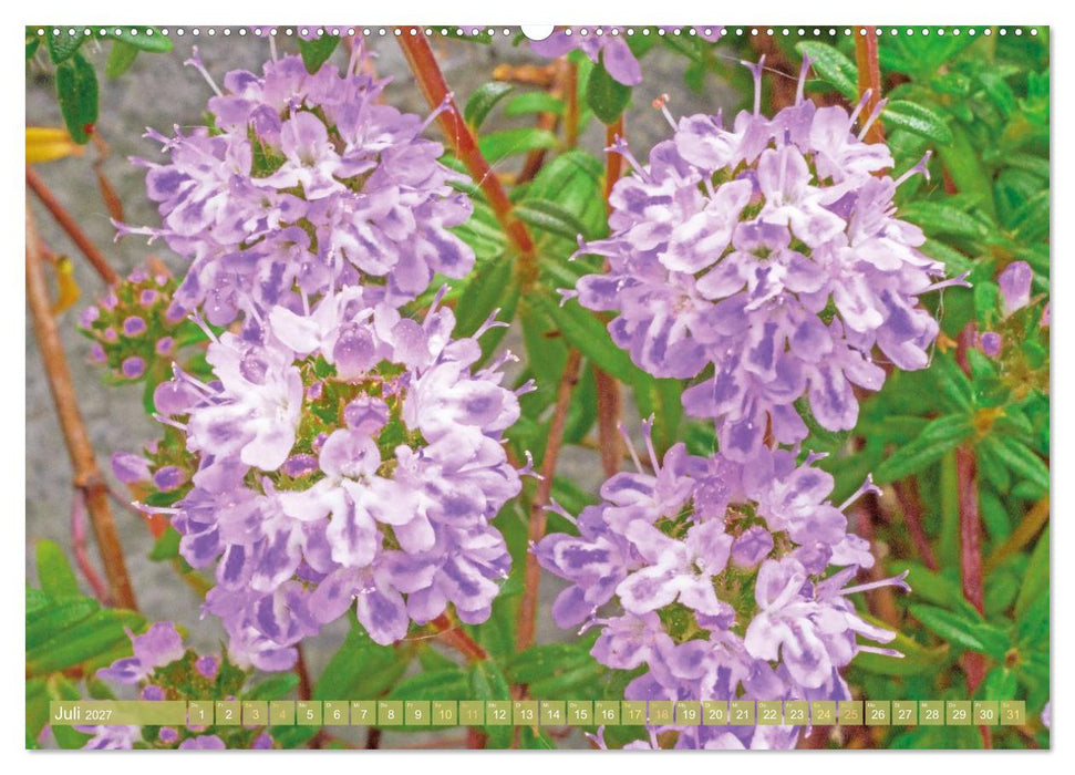 Blüten im Kräutergarten (CALVENDO Premium Wandkalender 2027)