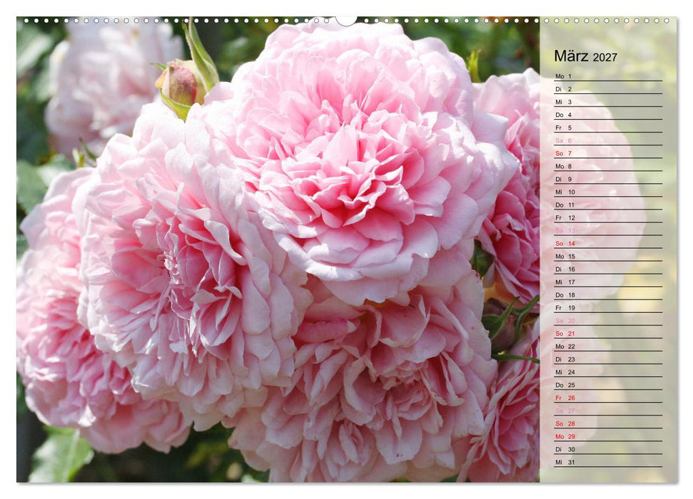 Rosensommer (CALVENDO Premium Wandkalender 2027)