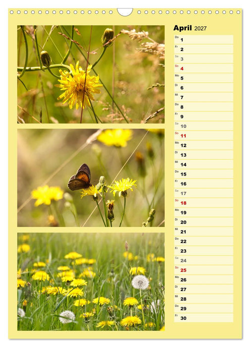 Farbenzauber, bunte Wiesen und bunte Falter (CALVENDO Wandkalender 2027)
