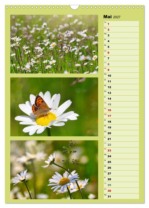 Farbenzauber, bunte Wiesen und bunte Falter (CALVENDO Wandkalender 2027)