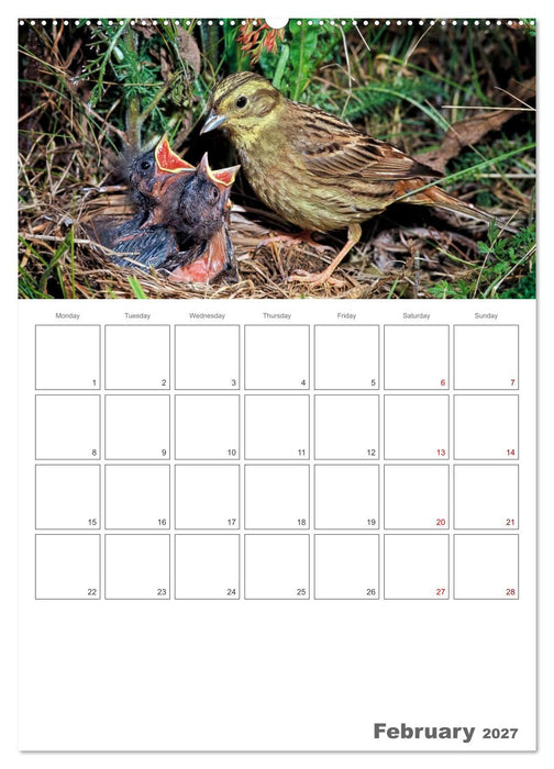 At the dawn of life the secret life of passerines (CALVENDO Premium-Calendar 2027)