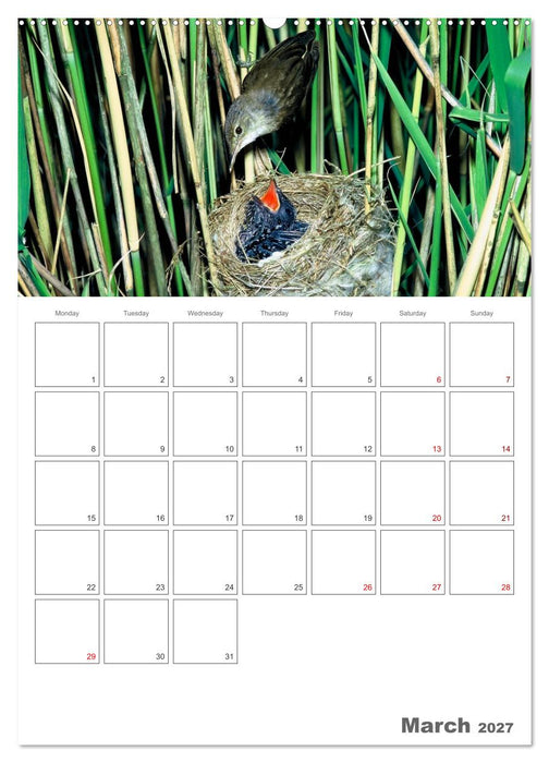 At the dawn of life the secret life of passerines (CALVENDO Premium-Calendar 2027)