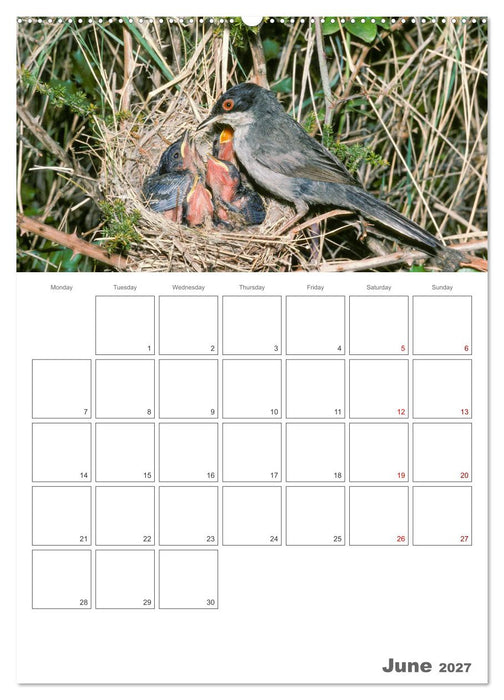 At the dawn of life the secret life of passerines (CALVENDO Premium-Calendar 2027)