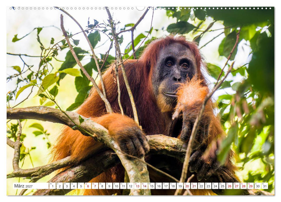 Gunung Leuser Nationalpark Sumatra (CALVENDO Wandkalender 2027)