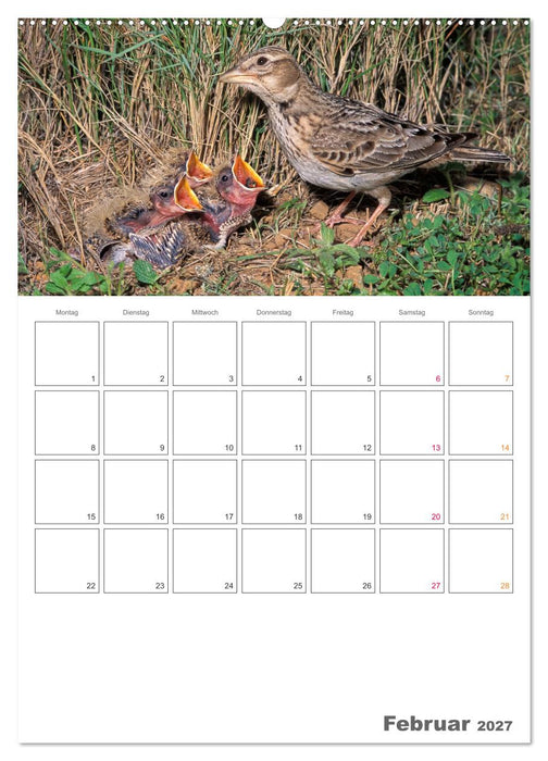 Sperlingsvögel an der Schwelle zum Leben (CALVENDO Premium Wandkalender 2027)