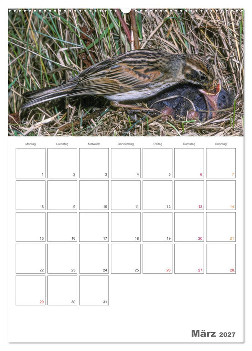 Sperlingsvögel an der Schwelle zum Leben (CALVENDO Premium Wandkalender 2027)