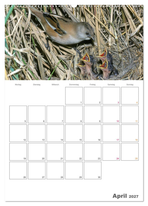 Sperlingsvögel an der Schwelle zum Leben (CALVENDO Premium Wandkalender 2027)